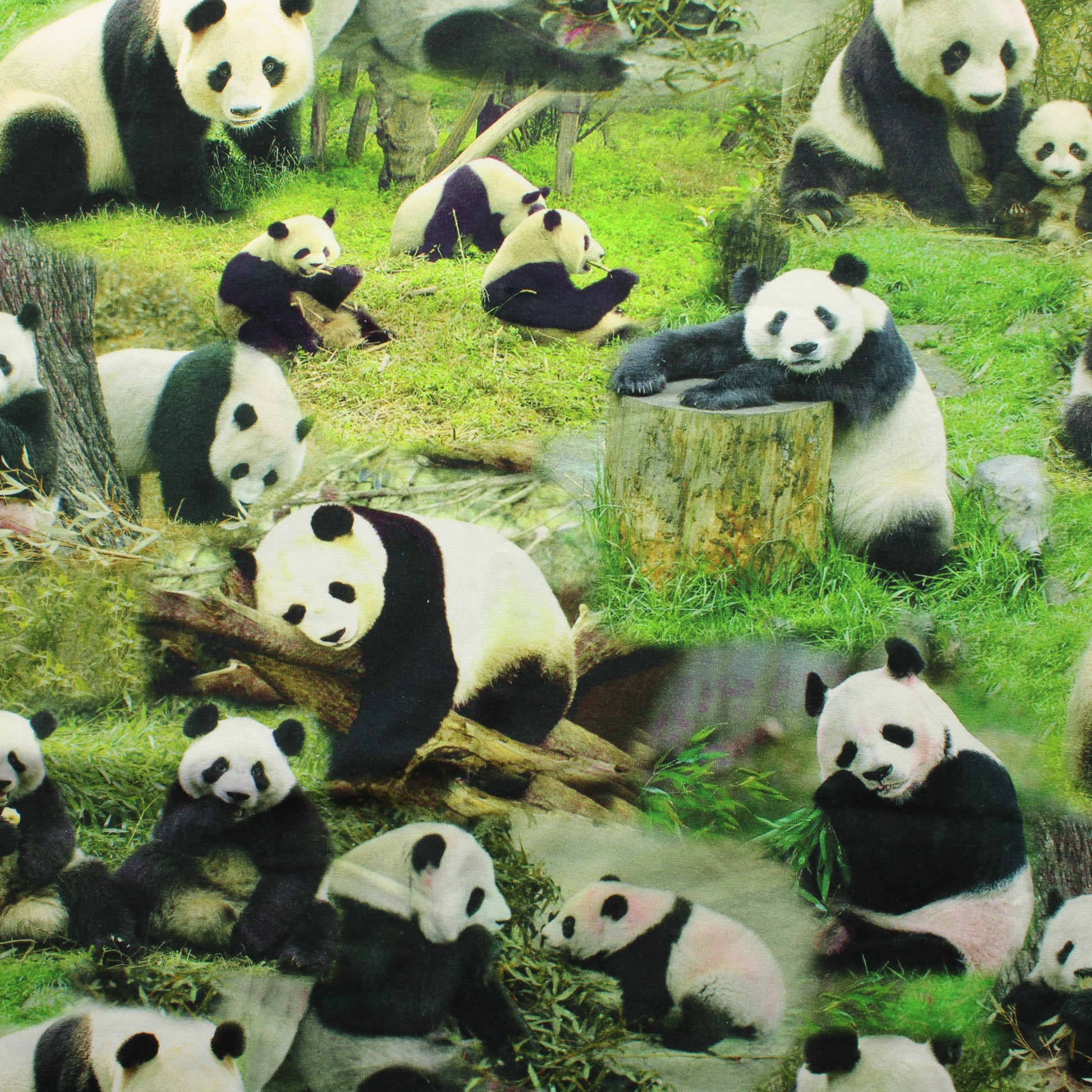 Panda Trikoo - Pala