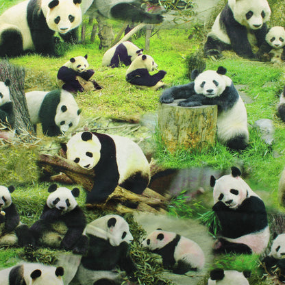 Panda Trikoo - Pala
