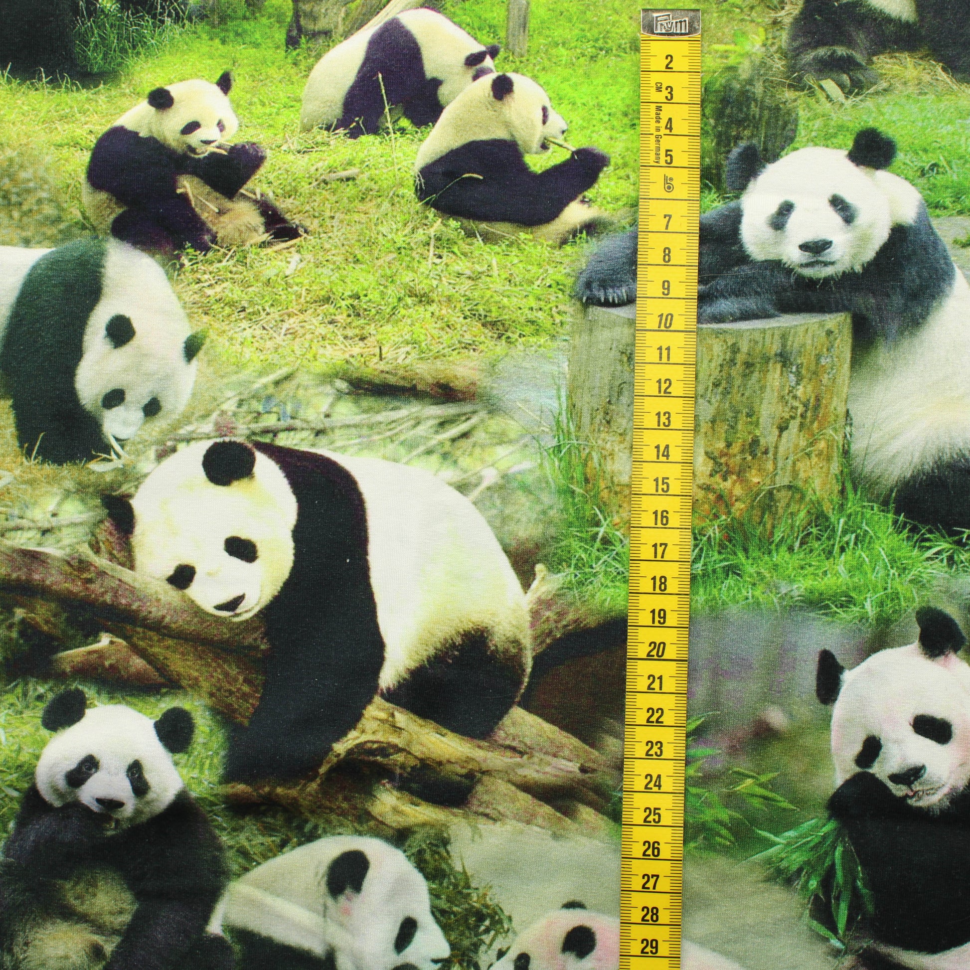 Panda Trikoo - Pala