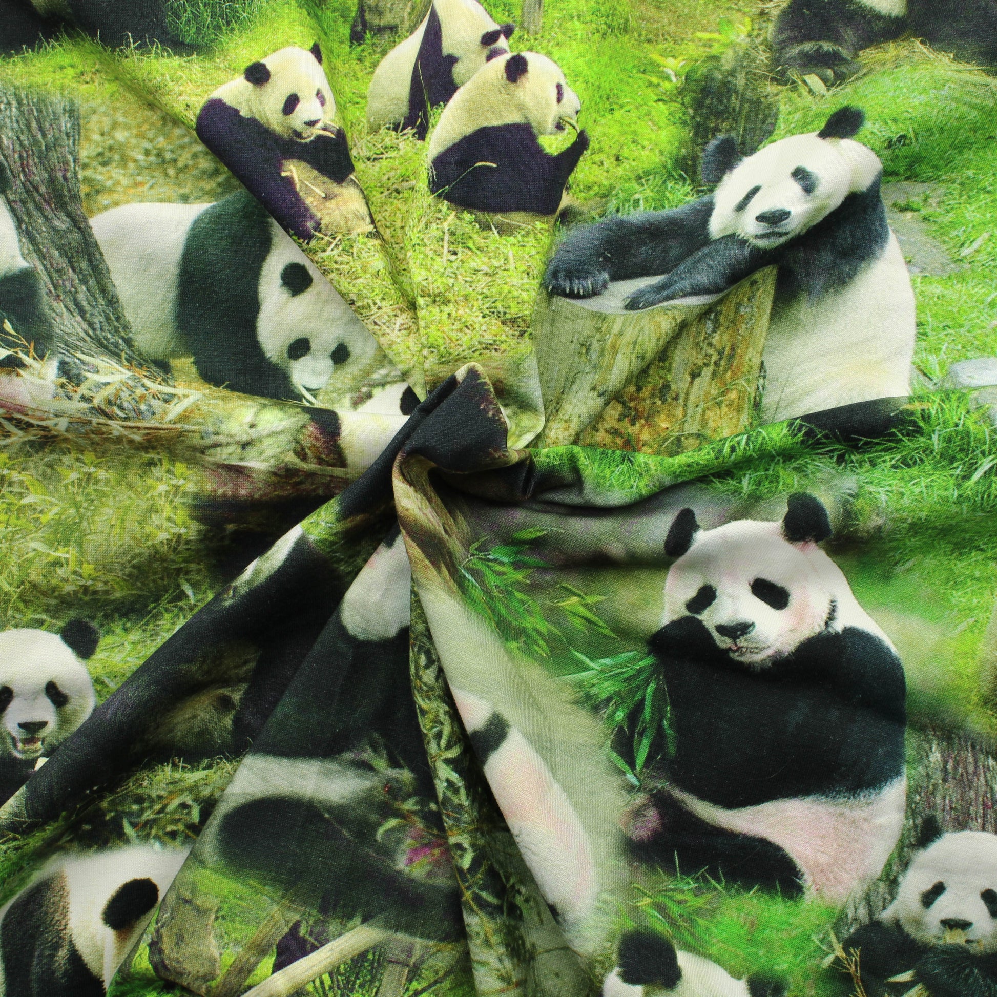 Panda Trikoo - Pala